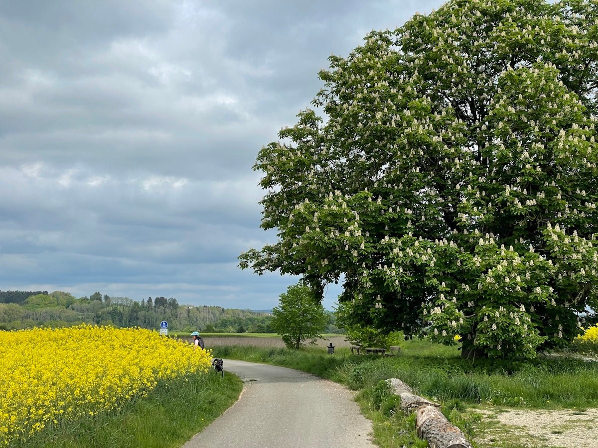 Ingrid: Embracing the Beautiful Peace Within This Storied Nordic Name - Oli Prik Copenhagen
